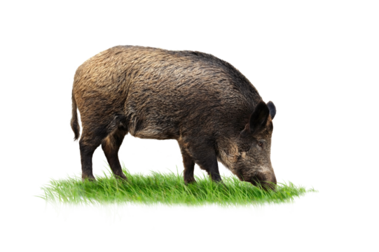 Wildschwein 28