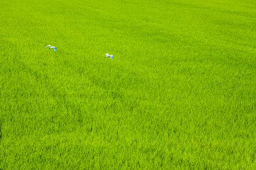Three white birds soar over a vast, vibrant green field, their bright wings standing out against the lush vegetation