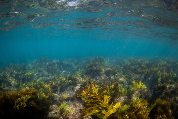 Beautiful view of kelp on the blue water.