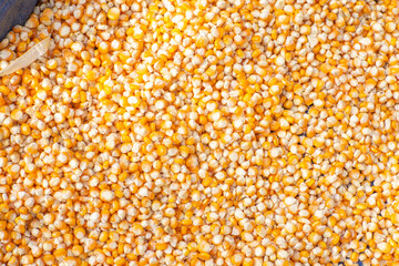 Yellow corn seeds are peeled from the cob and collected in large quantities to be dried