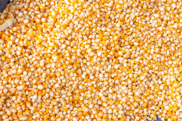 Yellow corn seeds are peeled from the cob and collected in large quantities to be dried