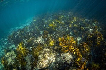 Kelp seaweed under the light rays underwater.