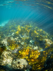 Kelp seaweed under the light rays underwater.