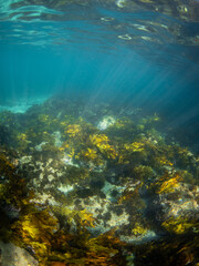 Kelp seaweed under the light rays underwater.