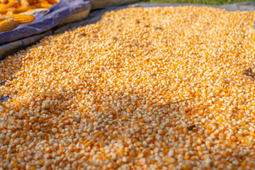Yellow corn seeds are peeled from the cob and collected in large quantities to be dried
