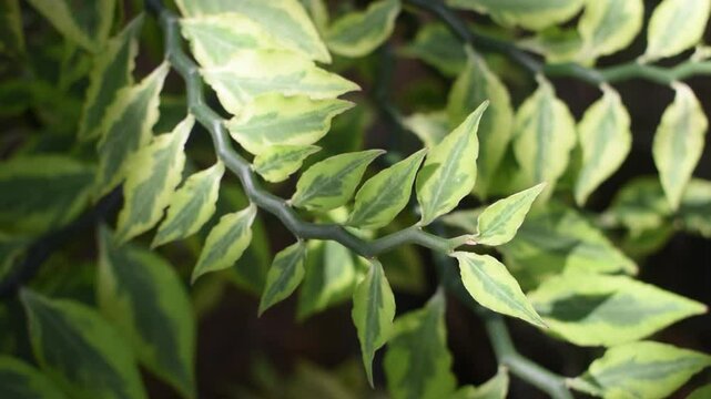 Devil's Backbone (Euphorbia tithymaloides) Close-up of the zig-zag stems and variegated green leaves of the Devil's Backbone plant (Euphorbia tithymaloides)