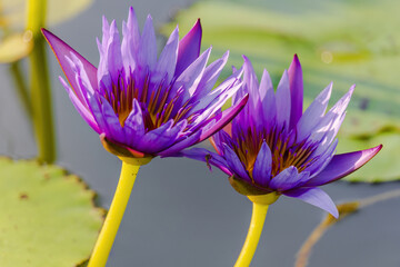 A purple flower with yellow petals is sitting in a pond