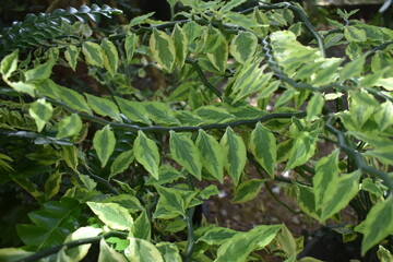 Devil's Backbone (Euphorbia tithymaloides) Close-up of the zig-zag stems and variegated green leaves of the Devil's Backbone plant (Euphorbia tithymaloides)