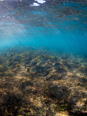 School of fish swimming near the ocean floor.