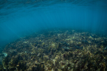 Few fish swimming close to the reef.