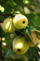 Garden, apples and green fruit on tree with leaves and agriculture for sustainable farm. Nature, fresh and healthy food for farming plants, organic produce and natural fiber for nutrition or picking