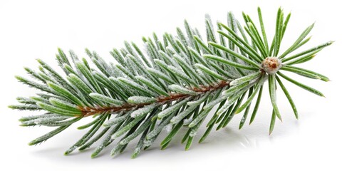 Close-up of a Snowy Pine Branch on White Background, winter ,pine tree