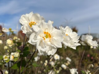Whirlwind Anemone. Beautiful white flowers against blue sky. Nature background of flowers.