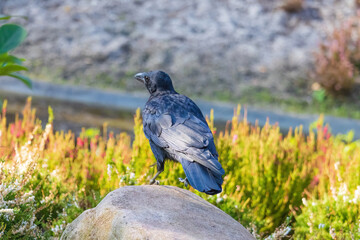 A black crow is walking on a sidewalk