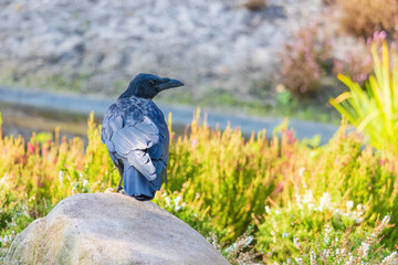 A black crow is walking on a sidewalk