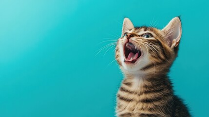 Obraz premium Cute Kitten with Open Mouth