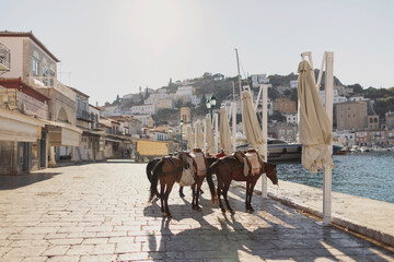 On Hydra Island in Greece, two donkeys are tied near the waterfront, highlighting the island's unique transport traditions amidst a picturesque backdrop of buildings and hills.