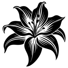 black and white lily