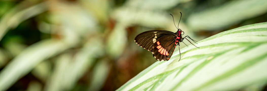 Parides iphidamus Schmetterling (Rinderherz)