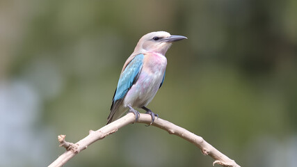 Fototapeta premium The Magnificent Lilac-Breasted Roller