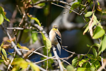 American Goldfinch 