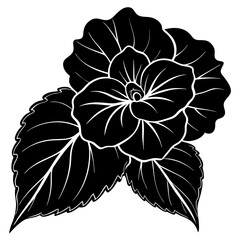 black and white flower isolated