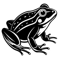 frog on white background