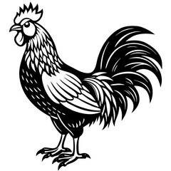 hen isolated on white background