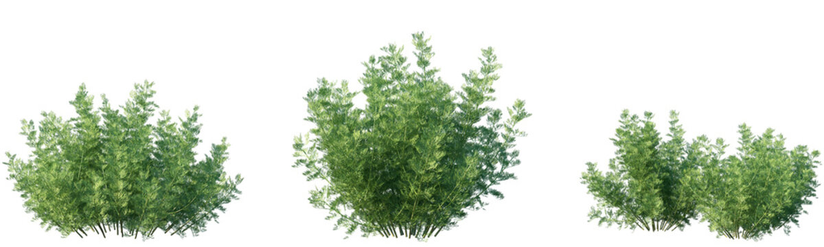 Set of frontal Artemisia abrotanum (the southernwood, lad's love, or southern wormwood) isolated png on a transparent background perfectly cutout high resolution