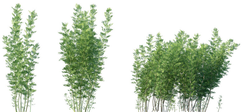 Set of frontal Artemisia abrotanum (the southernwood, lad's love, or southern wormwood) isolated png on a transparent background perfectly cutout high resolution