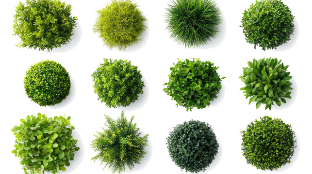 Collection of Different Lush Green Plants is Displayed From Above Generative AI
