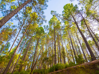 spring dense pine forest with light young needles