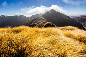 Snow tussock in the Tararua Ranges, New Zealand © Sandro Koster
