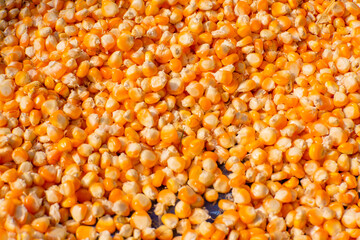 Yellow corn seeds are peeled from the cob and collected in large quantities to be dried