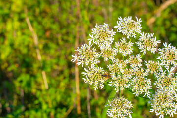 Fototapeta premium Bee on a flower in wetland in autumn, Almere, Flevoland, The Netherlands, October 15, 2024