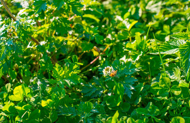 Bee on a flower in wetland in autumn,  Almere, Flevoland, The Netherlands, October 15, 2024