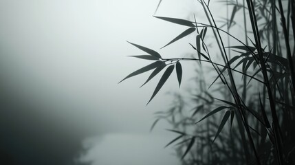 Obraz premium A misty morning in a Korean bamboo forest, with intricate details of the bamboo leaves and stems.