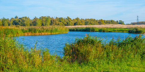 The edge of a lake in a sunny autumn,  Almere, Flevoland, The Netherlands, October 15, 2024