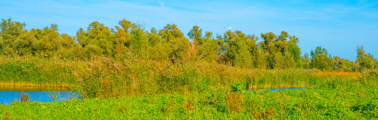 The edge of a lake in a sunny autumn,  Almere, Flevoland, The Netherlands, October 15, 2024