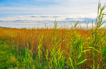 The edge of a lake in a sunny autumn,  Almere, Flevoland, The Netherlands, October 15, 2024