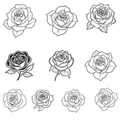 Rose flower vector