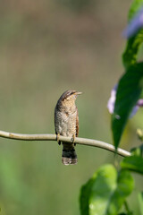 A small brown-headed bird with a long, pointed beak perches on a thin branch against a backdrop of green foliage. The bird's feathers are a mix of brown and grey, and it has a distinctive blac