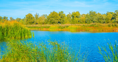 The edge of a lake in a sunny autumn,  Almere, Flevoland, The Netherlands, October 15, 2024