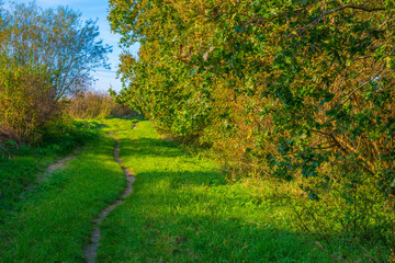 The edge of a lake in a sunny autumn,  Almere, Flevoland, The Netherlands, October 15, 2024