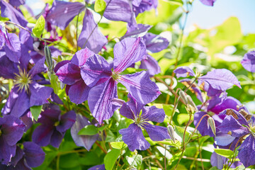Flower, nature and vine growth in outdoor environment for gardening, horticulture or landscaping....