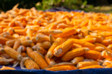 Blur concept of a lot of corn dried on a pedestal after the harvest