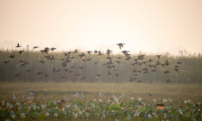 A group of ducks in flight against a hazy, golden sky. The ducks are silhouetted against the bright background, creating a dramatic scene. The image has a peaceful and tranquil feel.