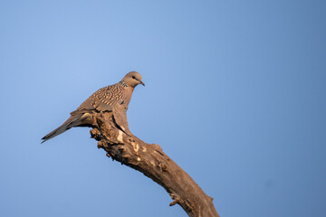 A spotted dove with brown and white plumage perches on a bare branch against a clear blue sky. The dove is facing the left side of the frame, looking down.