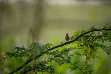 A small brown bird with a short beak perches on a green plant with large leaves. The bird is facing to the right, with its back to the viewer.