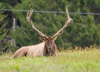 Gorgeous Elk Bull Autumn Fall Rut 